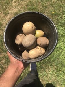 Hand holding a black pot of potatoes over grass