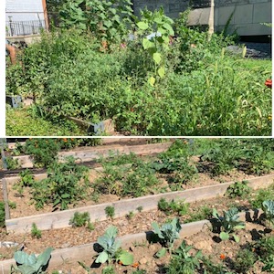 Collage of two photos of a garden