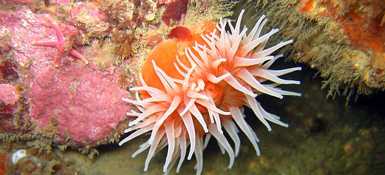 An anemone in a salt pond