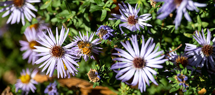 A bee lands on purple flowers blooming outside of AMR I