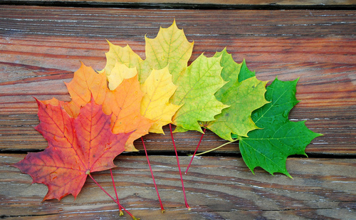 Maple leaves are laid out on a wood background in a rainbow from red, orange, yellow, light green, to green