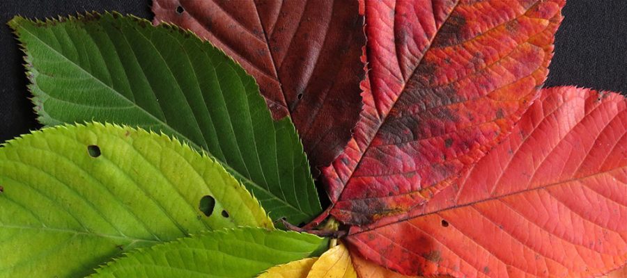 Leaves ranging from red, orange, yellow, and green, arranged in a pinwheel shape