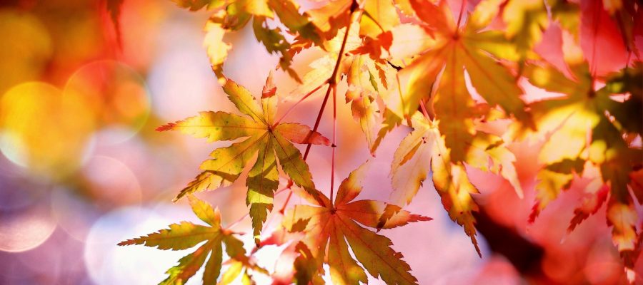 autumn leaves backlit